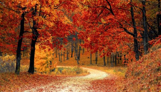 red leaf trees near the road