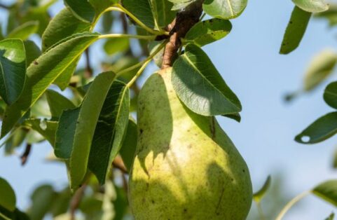 Entreprise sans phosphates : un modèle de développement naturel