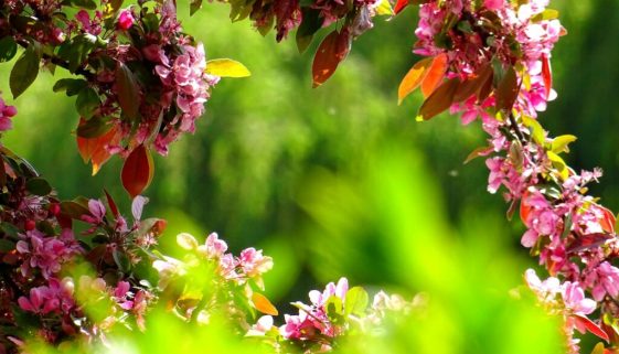 purple petal flowers